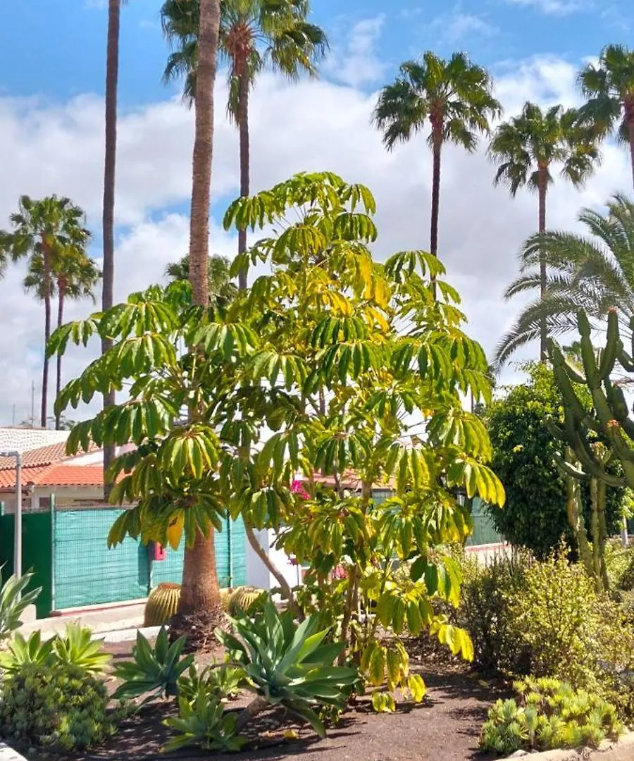 Maspalomas Paradise بيت للعطل ماسبالوماس